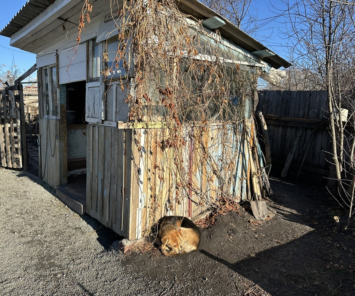 Шарпи в ноябре.