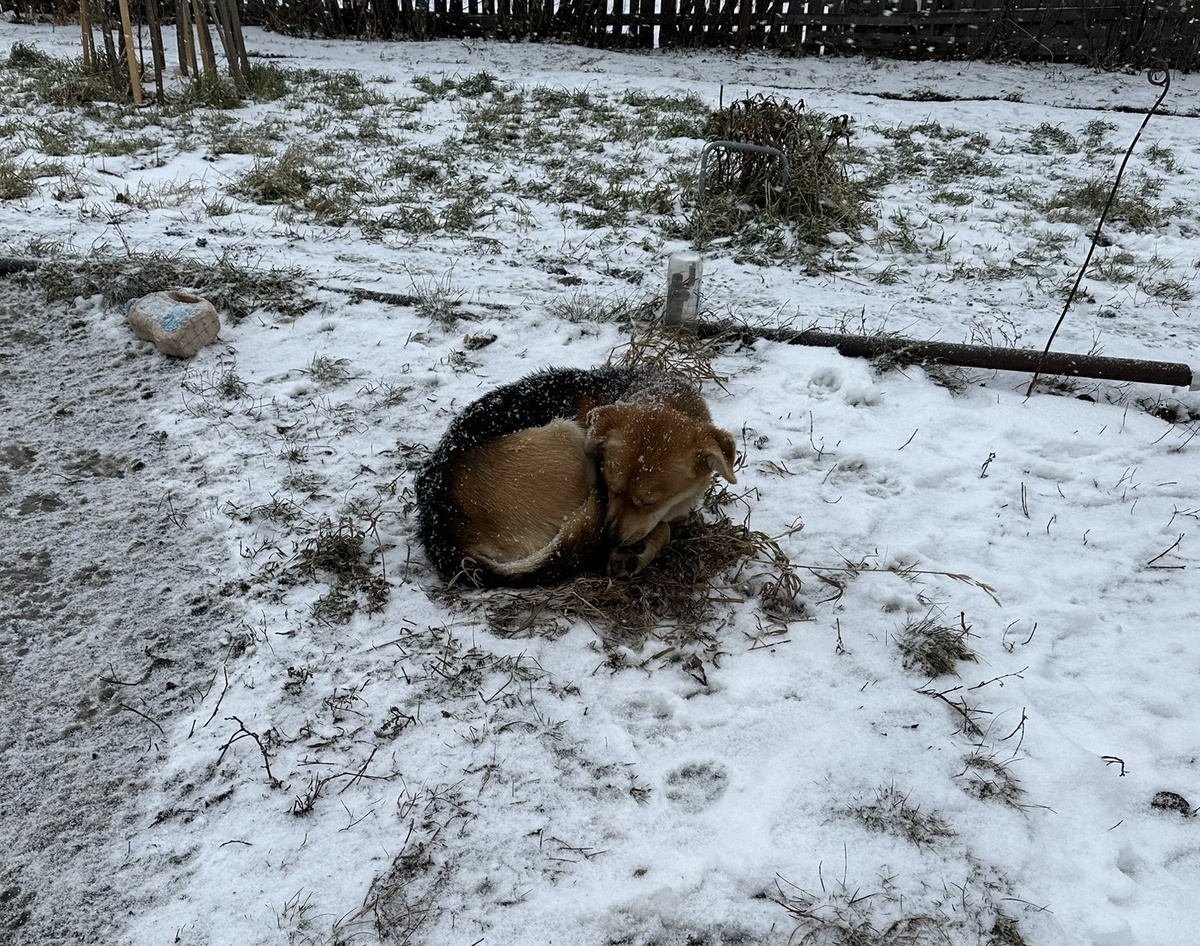 И это тоже Шарпи в ноябре.