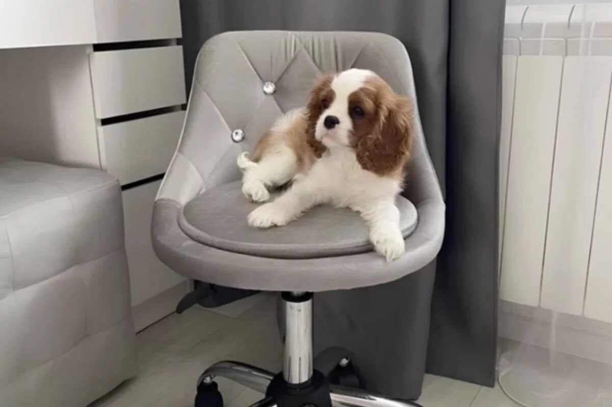    Щенка необычной породы продают за 130 тысяч в Новосибирске