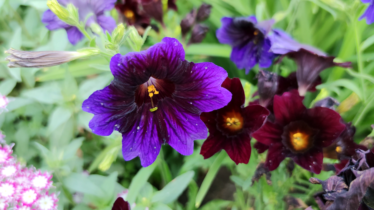 Сальпиглоссис Синий Вельвет