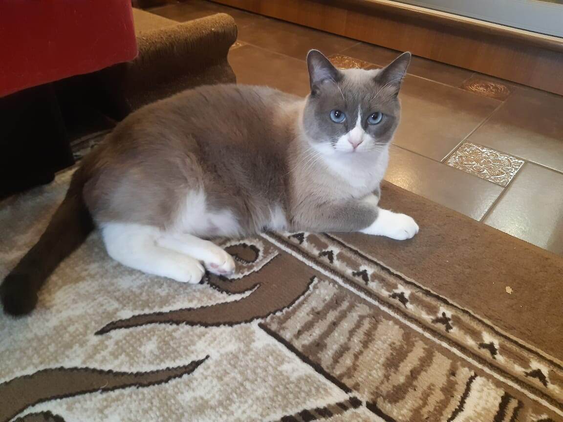 Его котовеличество Мотя Первый.