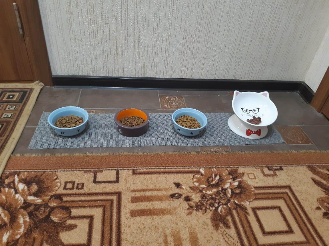 Место приема пищи его котовеличиства Моти Первого. 