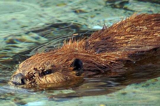    В Ленобласти из-за бобров без света остались жители четырех населенных пунктов