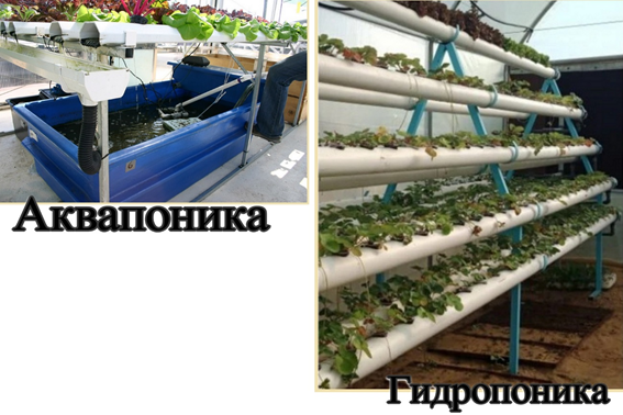 Гидропоника+аквапоника.