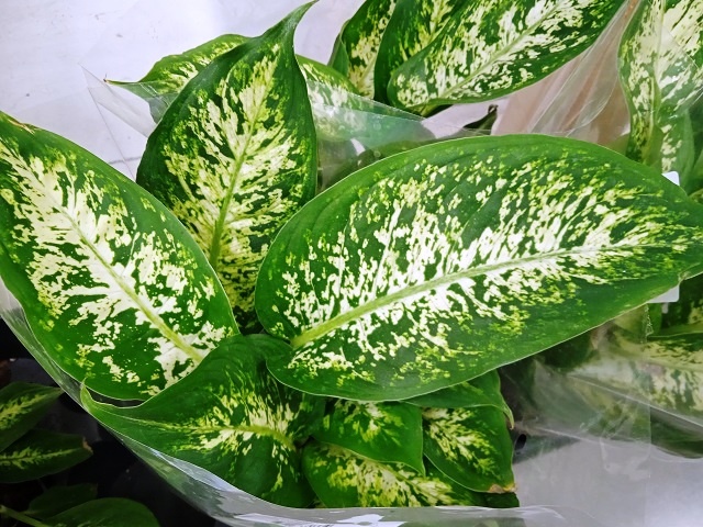 Может ли диффенбахия цвести в домашних условиях и 5 важных пунктов ухода за растением