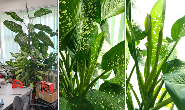 цветение диффенбахии, фото Алексей К из комментариев