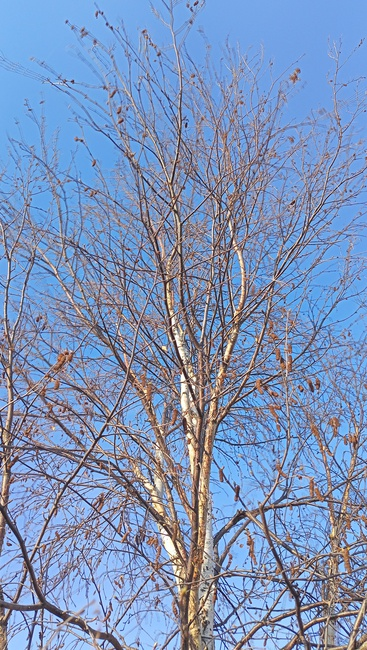 Фото автора канала "Дети развитие". Берёзка зимой.