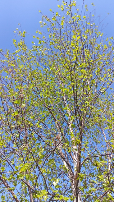 Фото автора канала "Дети. Развитие.". Берёзка весной.