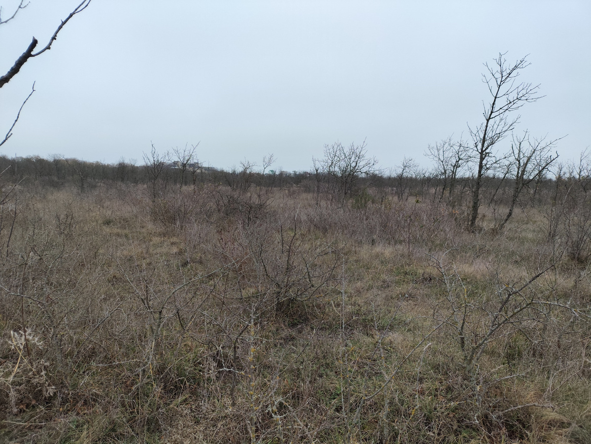 Да-да, в Крыму это называется лес ))