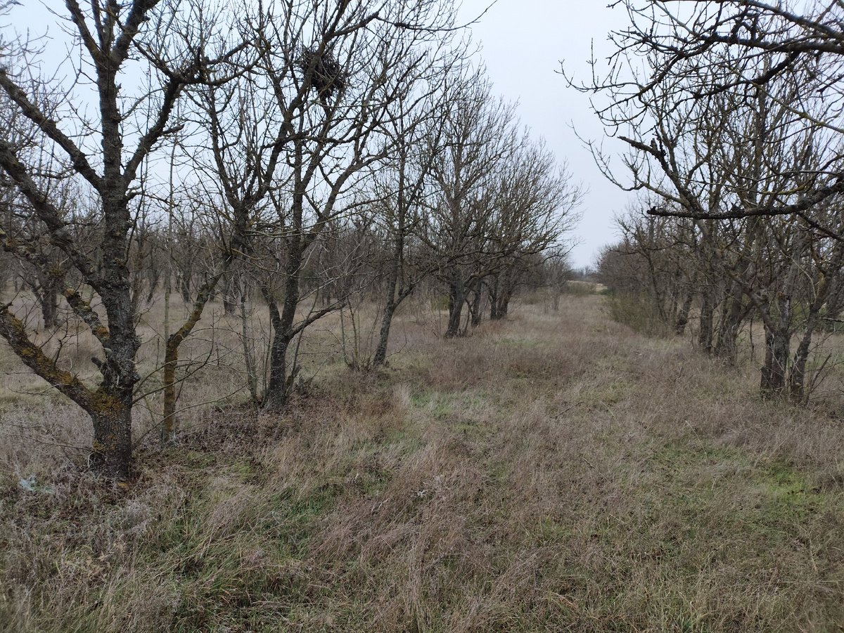 Деревья довольно высокие