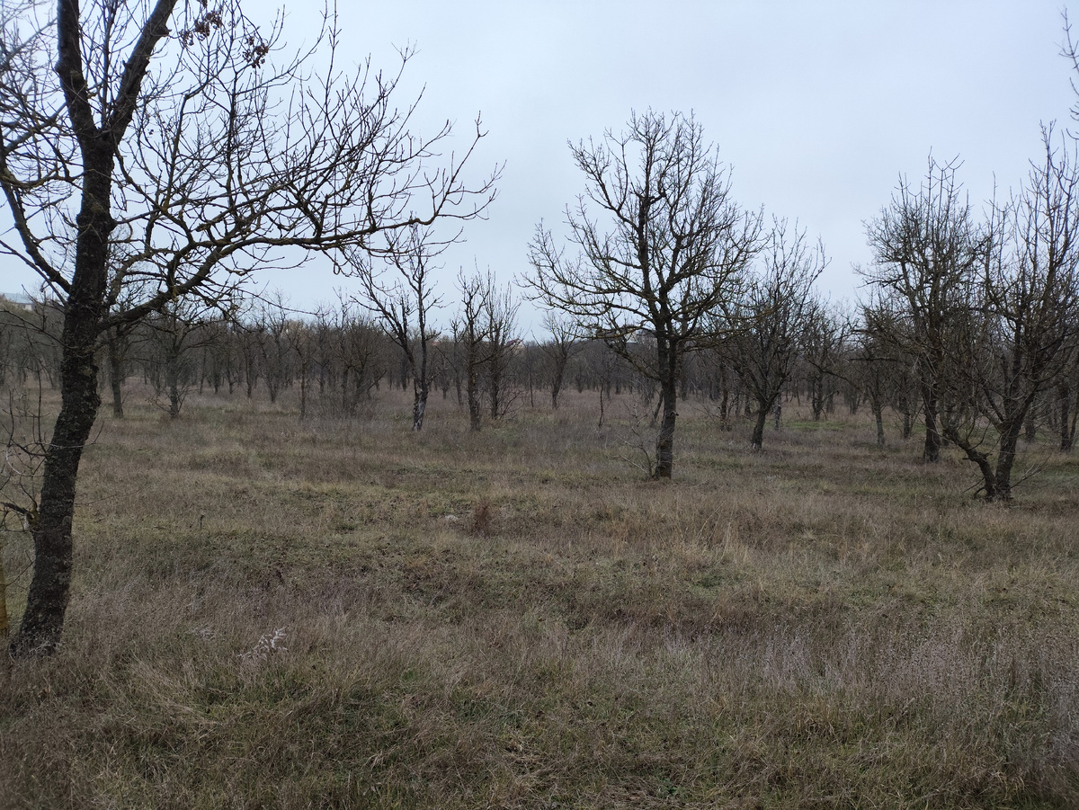 Он довольно большой, этот лес.