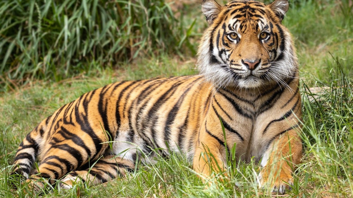 Красивый полосатый кот... Гай был примерно таким...