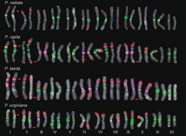 Диплоидные хромосомные наборы (кариотипы) некоторых американских видов сосны после FISH