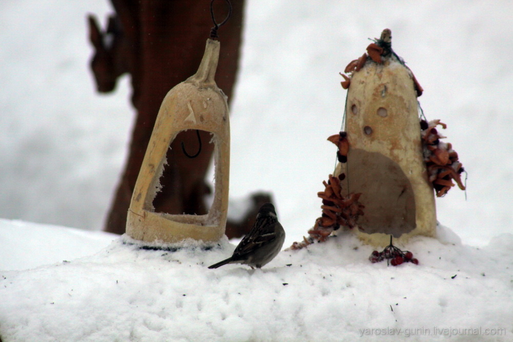 Традиционно, в первый день зимы в Нижегородской области страртует акция «Покормите птиц зимой». В регионе обитает более 300 видов птиц, из которых зимовать остается около 30 видов пернатых, среди них - щегол, лазоревка, большая синица, пухляк, свиристель и др. Большинство из них оседлые, однако встречаются гости из северных регионов, для обитания которых зима считается более мягкой - например, разные виды синиц, снегирей, поползней и щеглов. Птицам требуется разнообразный рацион для получения всех необходимых питательных веществ. Важно учитывать особенности питания разных видов. Например, мелкие воробьиные едят сырые семечки подсолнечника, а также несоленое сало и мясо. Даже дятлы могут заинтересоваться салом. 
