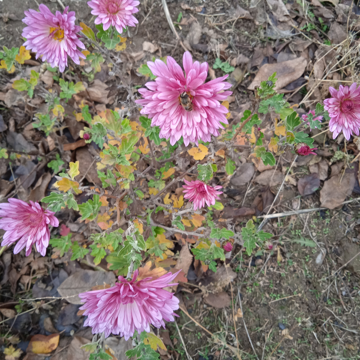 Пчёлка обманутая осенним телом навсегда уснула на цветке 