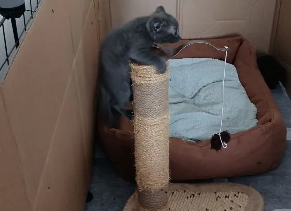 Первое покорение высоты