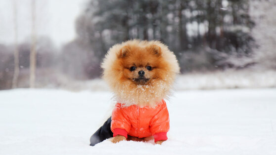   Какой дополнительный уход нужен собаке зимой: рекомендации кинолога Алина Городниченко