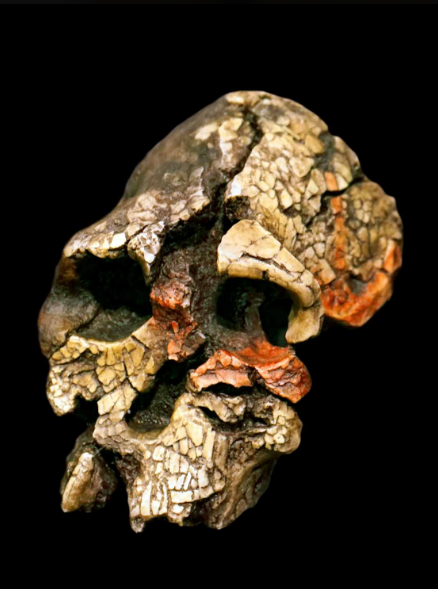 Kenyanthropus platyops, окаменелость гоминина возрастом от 3,5 до 3,2 миллионов лет (плиоцен), обнаруженная в озере Туркана, Кения. (Фото: Universal History Archive/Universal Images Group через Getty Images)