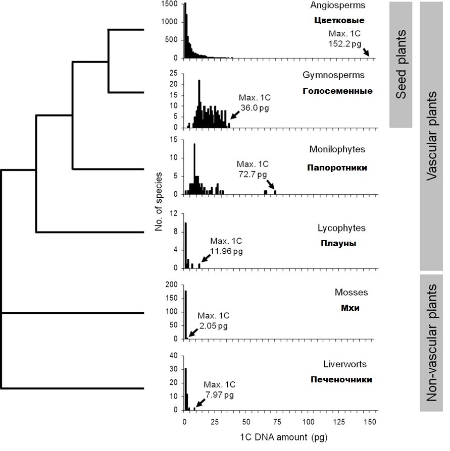 Эволюция наземных растений и размер их генома