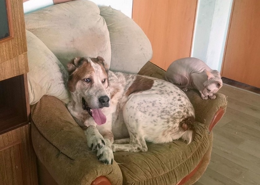 Среднеазиатская овчарка по кличке Бек