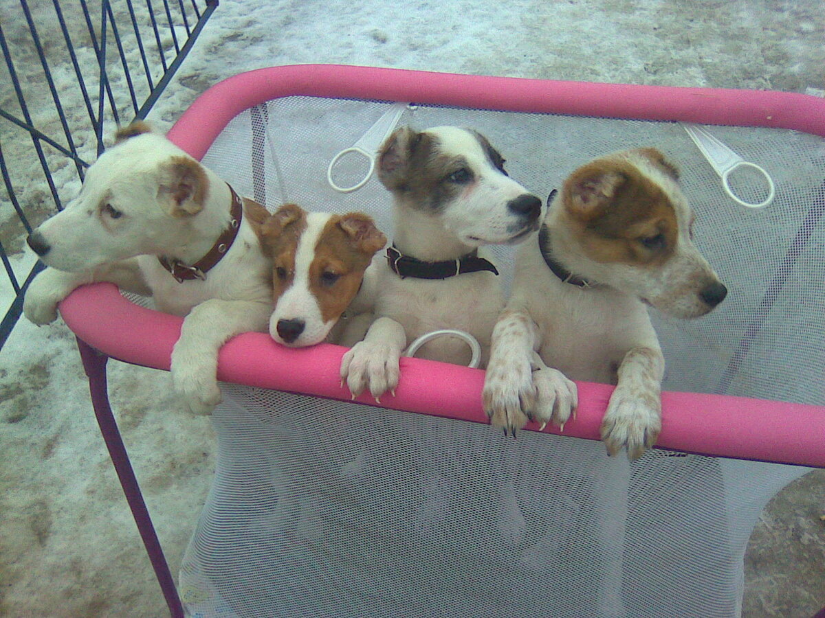 Щенки среднеазиатской овчарки с кличками Орлаша, Маша, Панда и Бек