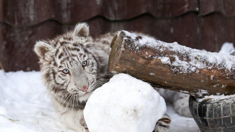     Тигренок Дина из барнаульского зоопарка ТГ-канал барнаульского зоопарка