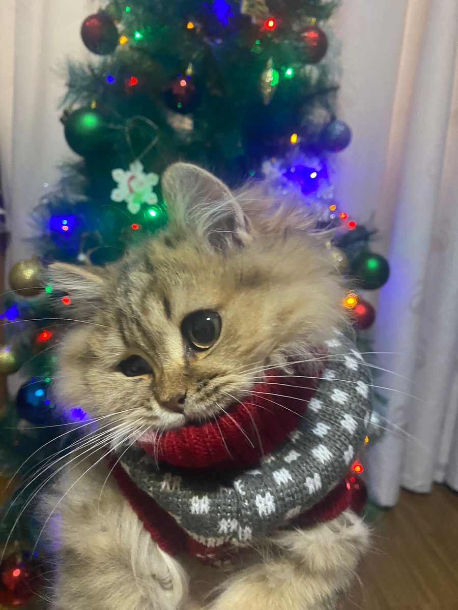 Малыш Локи пойман с поличным. Хотел украсть еще один шарик)