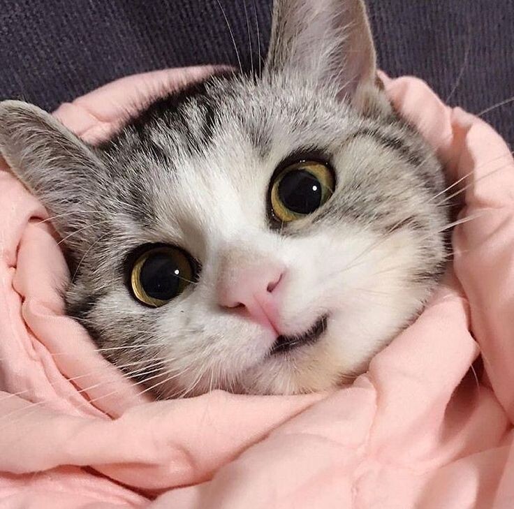 Чтобы не было шок. контента, вот вам котейка