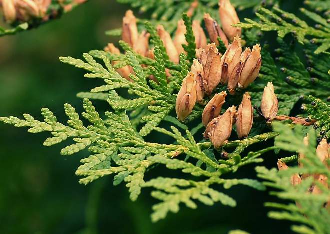 Скриншот автора