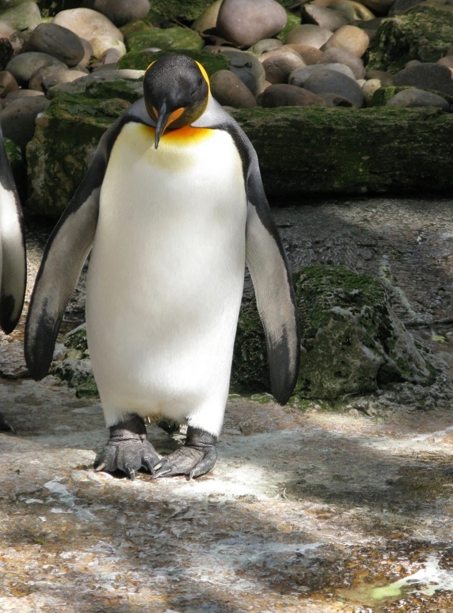 Сон о том, как стать Невидимкой