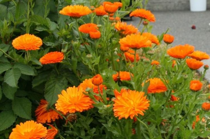 Календула: почему стоит посадить ее на своем участке