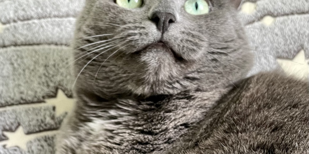 Понимает ли кошка, что ей говорят