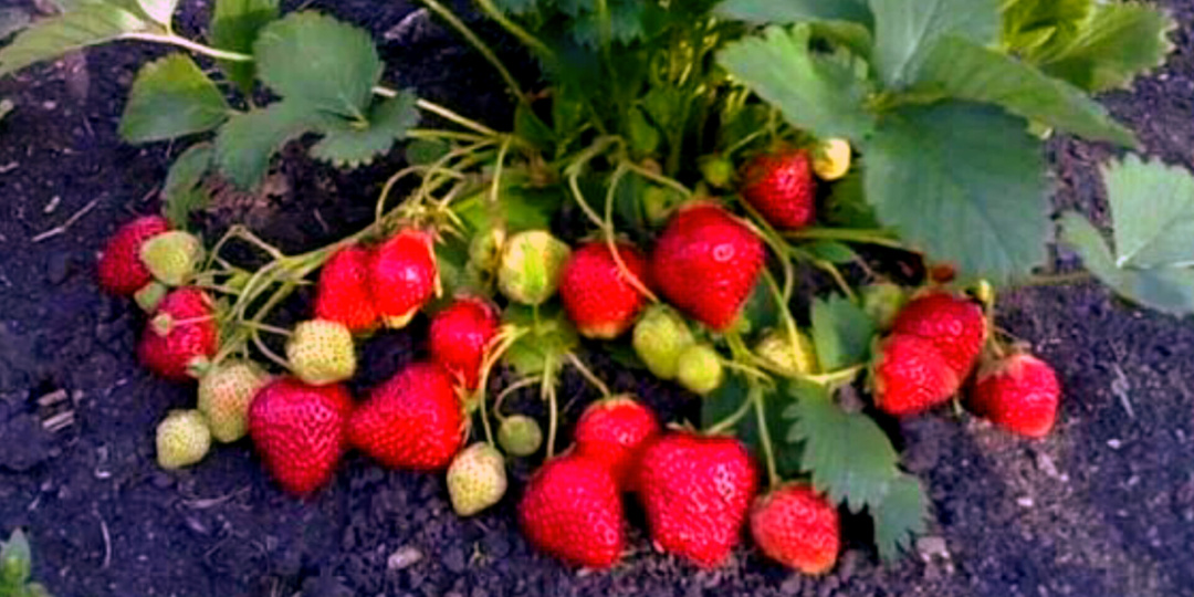 Дал 50 гр. удобрения для клубники. Урожай увеличился минимум в три-четыре раза. Как нашел секретный ингредиент для сверхурожая