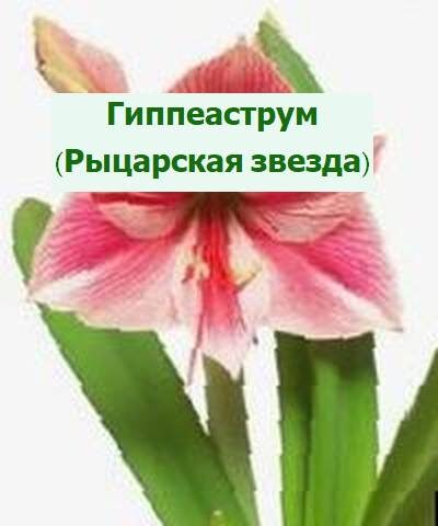 Гиппеаструм (Рыцарская звезда) – комнатное растение