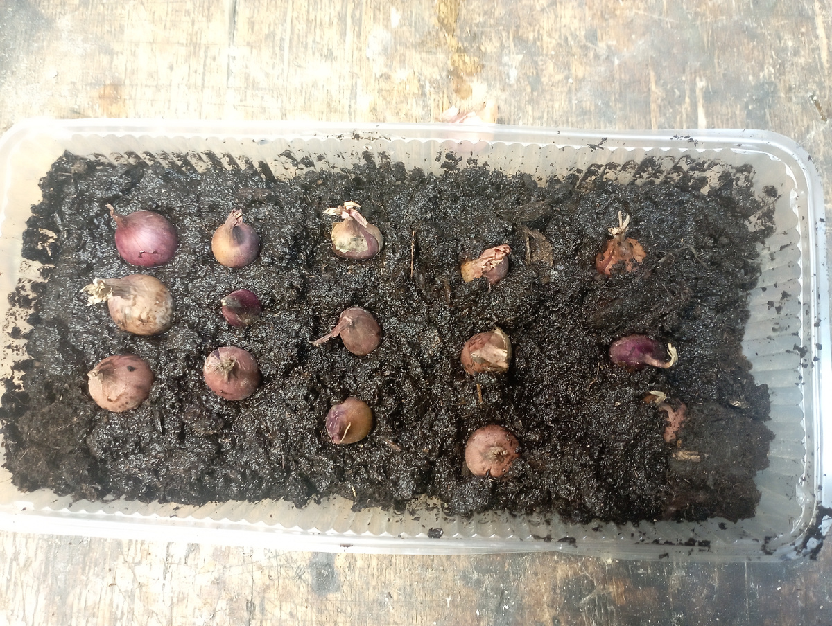 Луковицы в земле. 