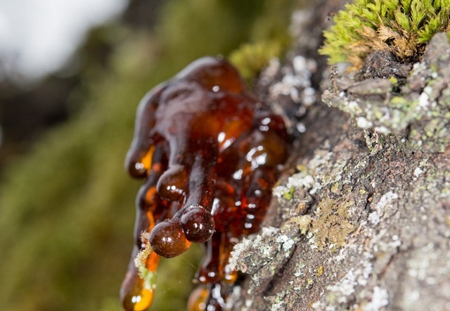 Природная смола. Фото с сайта https://create.vista.com