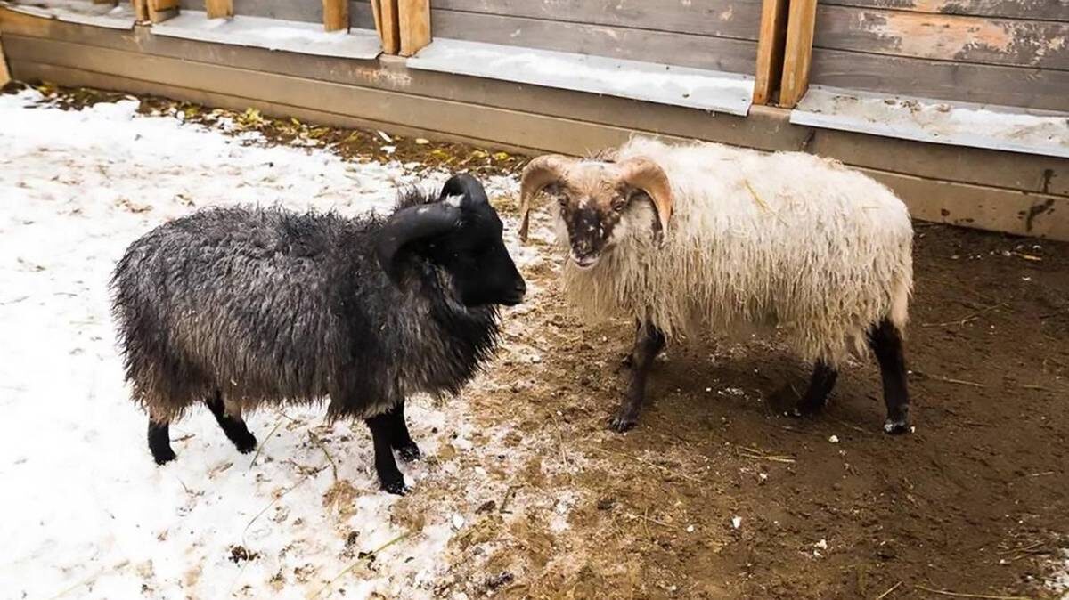    Фото: Пресс-служба ВДНХ