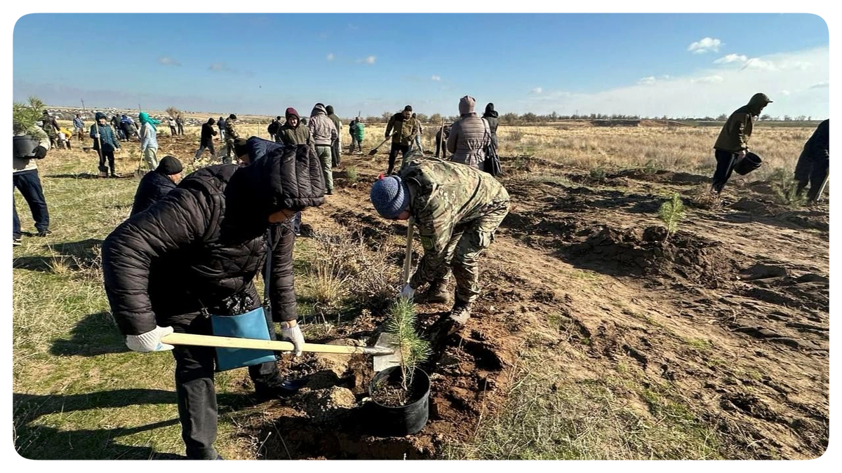 Фото из открытых источников – Высадка саженцев. Республика Калмыкия