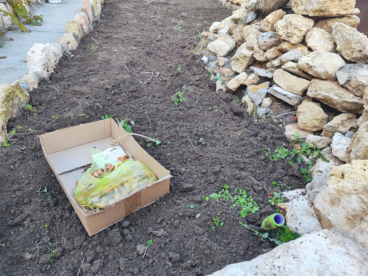 сажаю тюльпаны