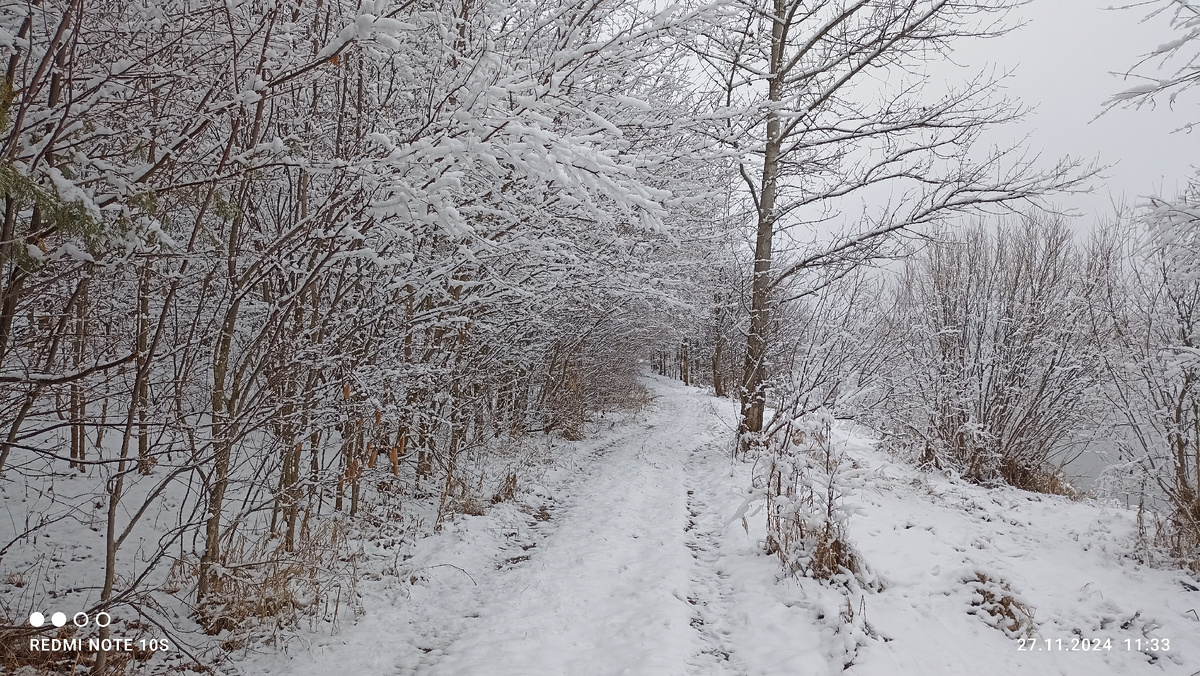 После первой метели  природа сменила свой наряд. Фото автора.