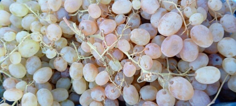    В Оренбуржье задержали более 20 тонн заражённого винограда Оренбуржье