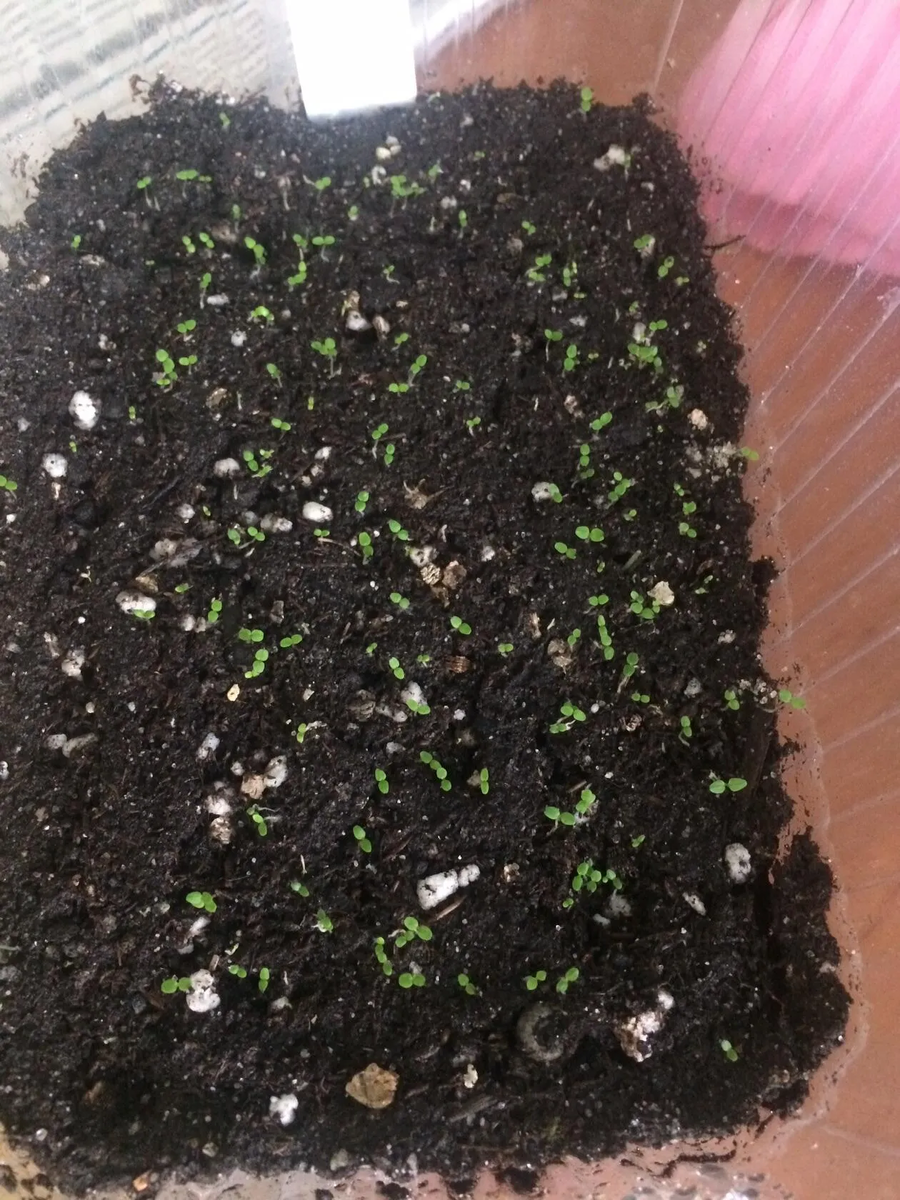 Это всходы ГЕ...РЫ 2021 ГОД  ФОТО АВТОРА