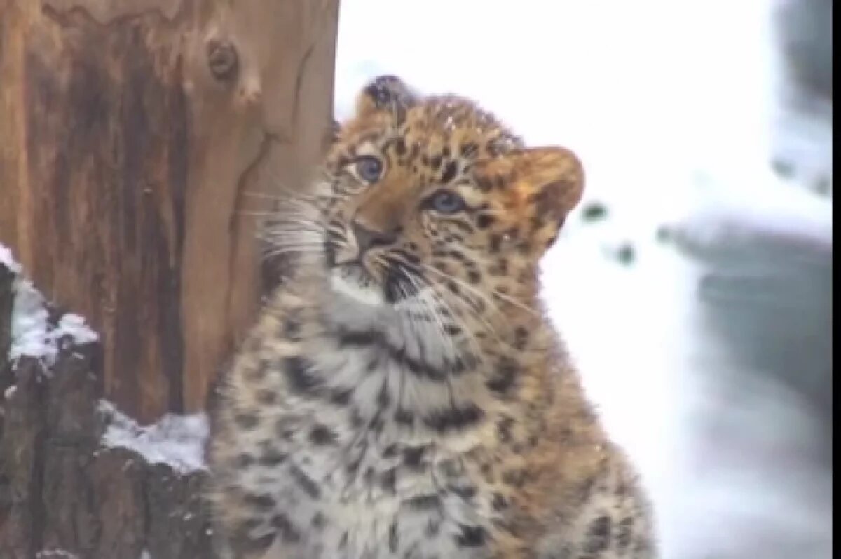    В Новосибирском зоопарке малышка-леопард Хлоя обучается акробатике