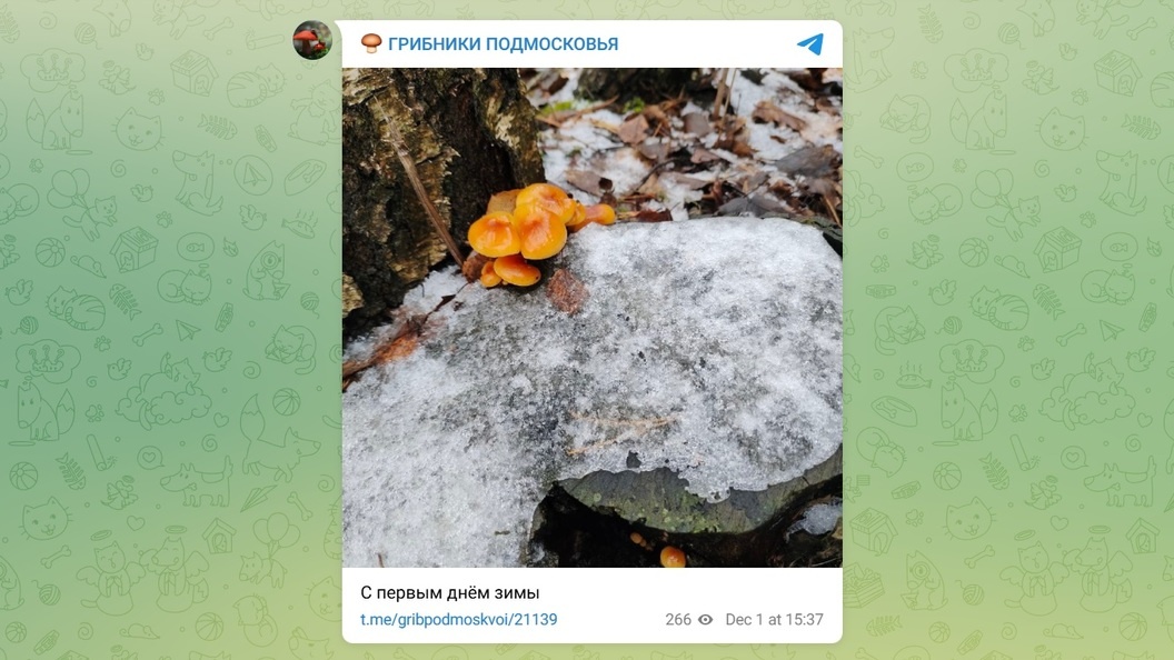    Телеграм-канал «ГРИБНИКИ ПОДМОСКОВЬЯ»