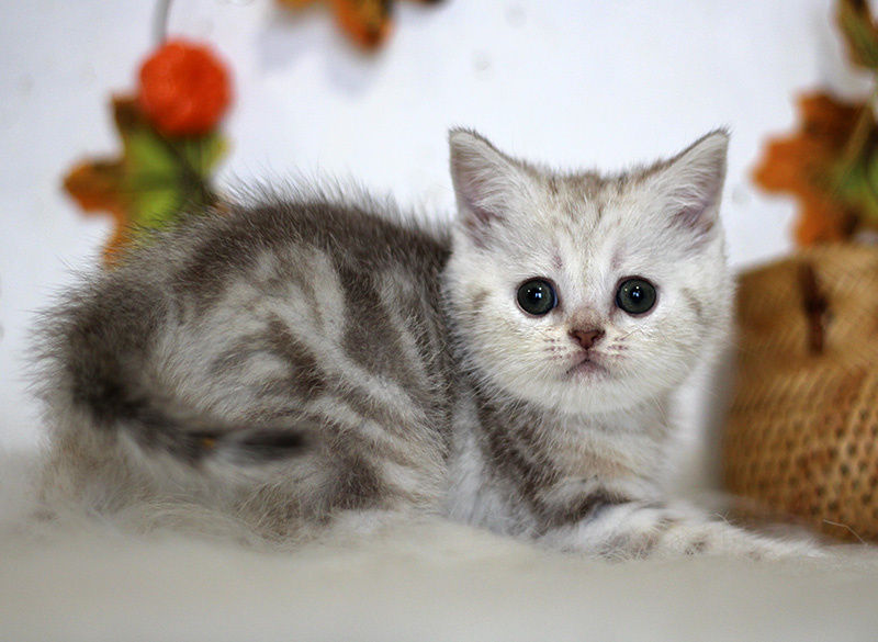 Котик скоттиш страйт из питомника Real cats