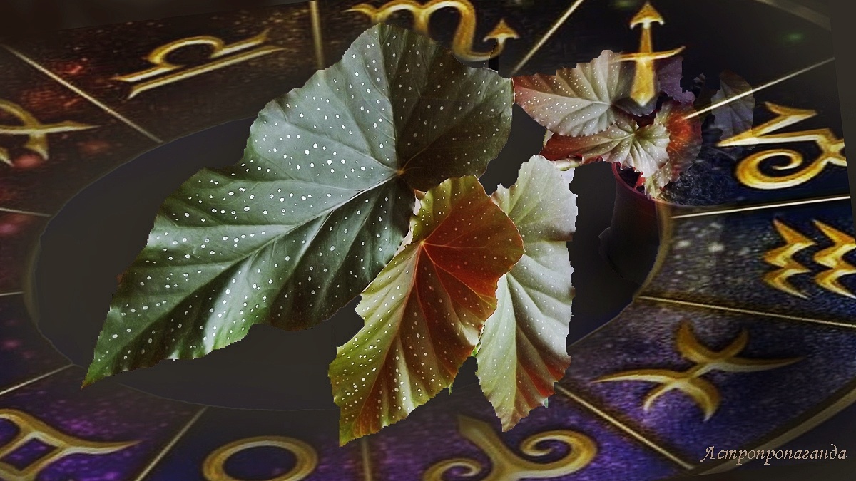 Недельный гороскоп со 2 по 8 декабря 2024: планеты отвлекают от дел. 