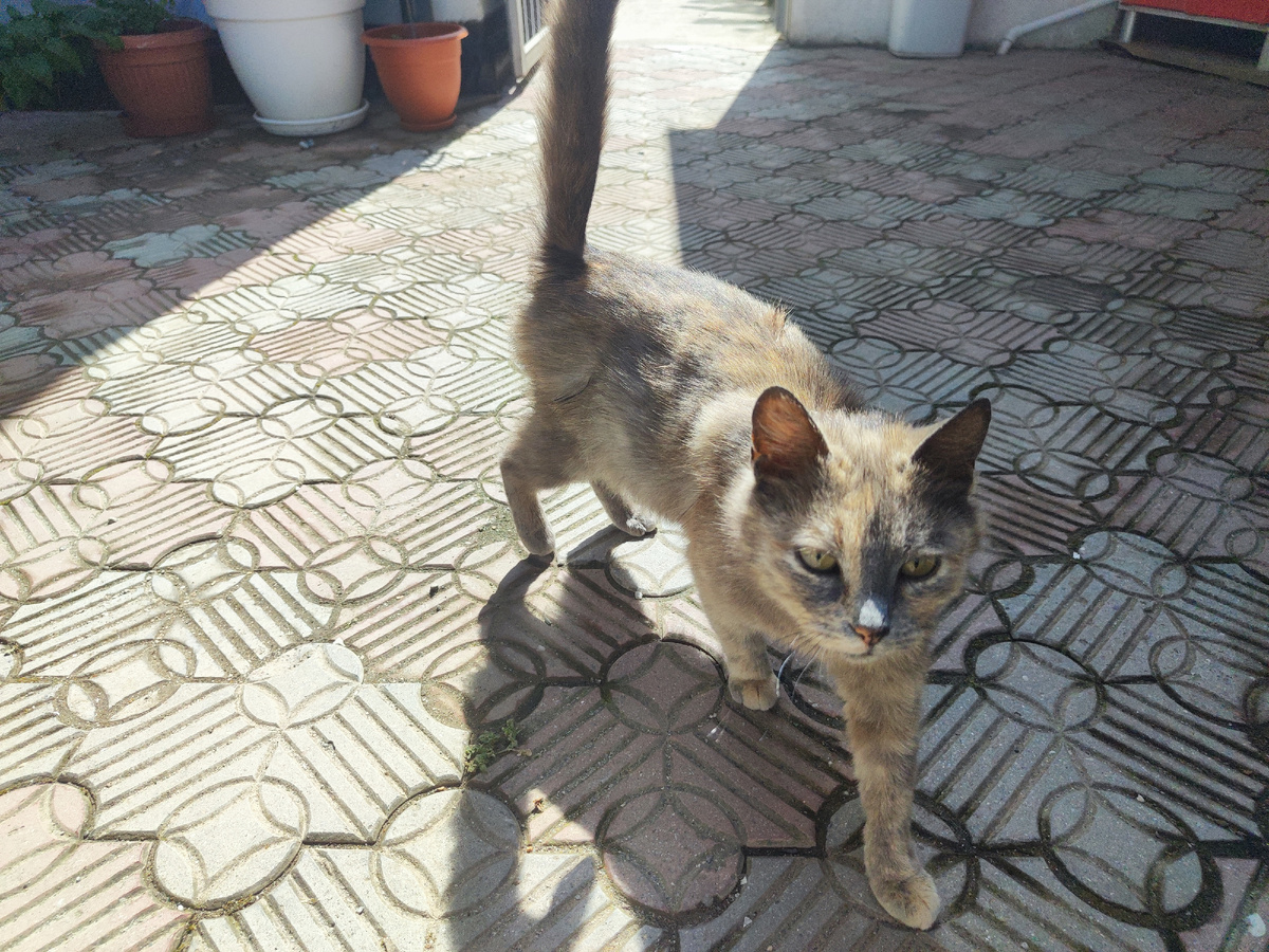 Вот такая Буся к нам пришла