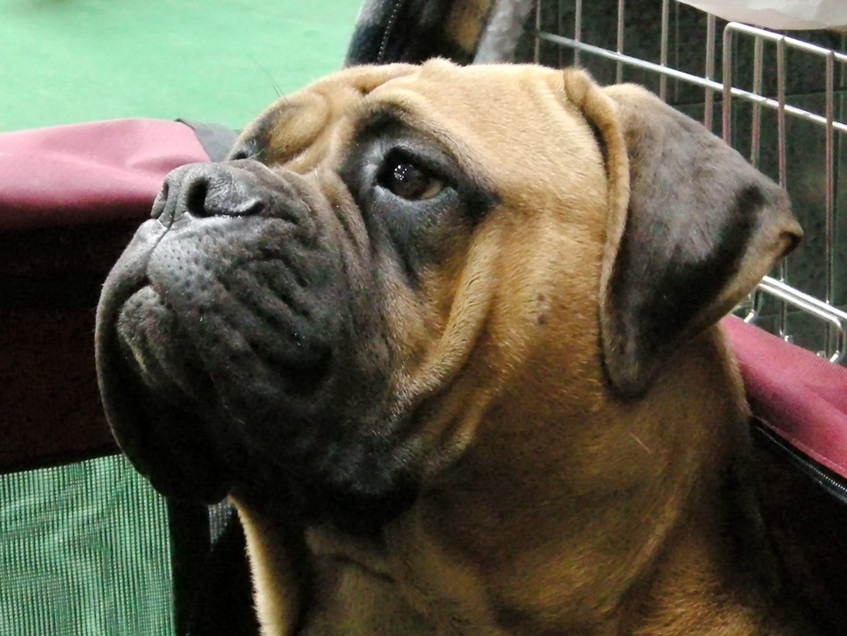 Собака породы немецкий боксёр. Фото из личного архива