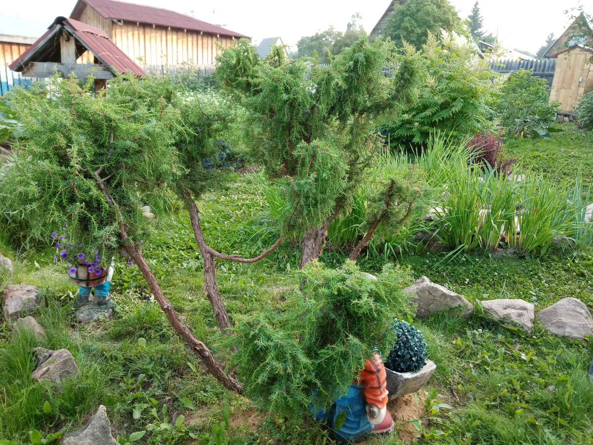 мой можжевельник после первой стрижки фото автора
