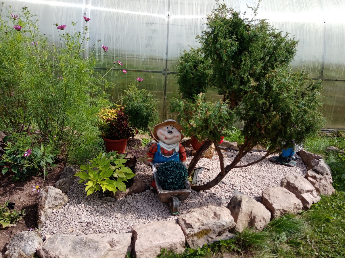 мой можжевельник фото автора